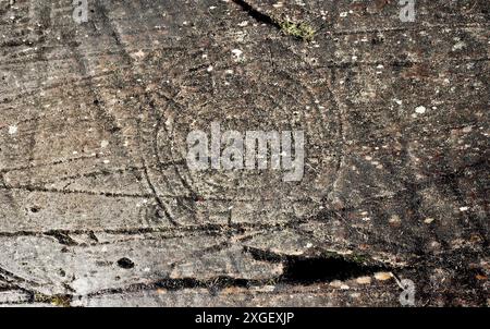 Cup e anello di marchi marchio neolitico preistoriche rupestri su roccia naturale affioramento a Achnabreck in Kilmartin Valley, Argyll, Scotland, Regno Unito Foto Stock