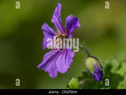 ape di miele occidentale su una gru viola Foto Stock