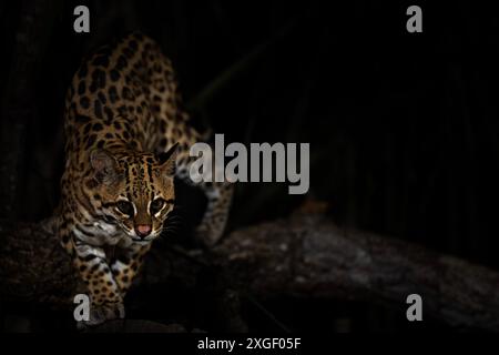 Gatto Ocelot dal Brasile Foto Stock