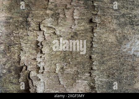 Primo piano sulla trama dell'impiallacciatura in legno vecchio stampo Foto Stock