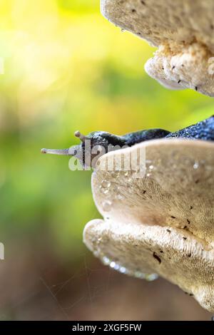 Lumaca nera di cenere (Limax cinereoniger), che si nutre del corpo fruttifero di funghi, riflesso luminoso del sole sullo sfondo, Renania settentrionale-Vestfalia Foto Stock