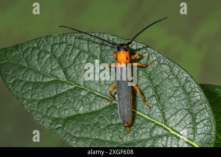 Foto macro di un salice dal collo rosso (Oberea oculata) con testa arancione e corpo nero, seduta su una foglia, Baden-Wue+rttemberg, Germania Foto Stock