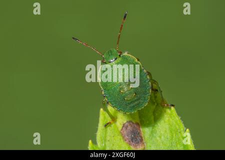 Macrofotografia di un insetto dello scudo verde (Palomena prasina) nella quarta fase larvale su uno stelo di foglia, i dettagli della superficie sono chiaramente visibili Foto Stock