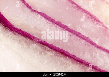 Primo piano di una cipolla comune (Allium cepa) nelle sfumature di rosa e bianco, con struttura chiaramente visibile Foto Stock