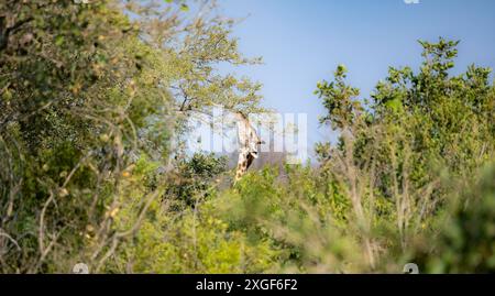 Giraffa meridionale (giraffa giraffa), tra gli alberi, mangiando foglie, savana africana, Parco nazionale Kruger, Sudafrica Foto Stock