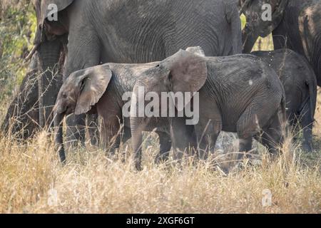 Elefante africano (Loxodonta africana), giovani animali che si nutrono in erba secca, Parco Nazionale di Kruger, Sudafrica Foto Stock