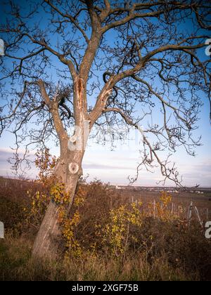 Vecchio albero di noce nei vigneti vicino a Oggau sul lago Neusiedlersee a Burgenland Foto Stock