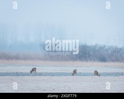 Capriolo su un prato la mattina presto Foto Stock