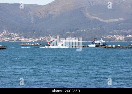 La barca di mussel che naviga tra la piattaforma di legno di mussel chiamata batea. Paesaggio marino. Rias Baixas, Galizia, Spagna Foto Stock