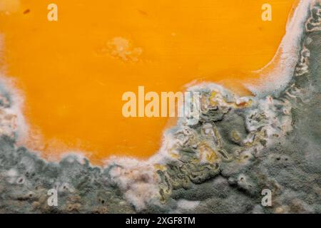 Fette di formaggio giallo ammuffito disposte su un tagliere di bambù. Spore di muffa verdi sul cibo. Cibo sprecato scaduto Foto Stock