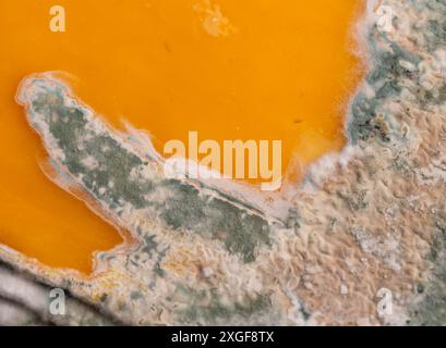 Fette di formaggio giallo ammuffito disposte su un tagliere di bambù. Spore di muffa verdi sul cibo. Cibo sprecato scaduto Foto Stock