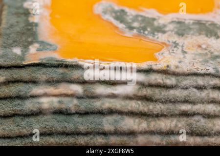 Fette di formaggio giallo ammuffito disposte su un tagliere di bambù. Spore di muffa verdi sul cibo. Cibo sprecato scaduto Foto Stock