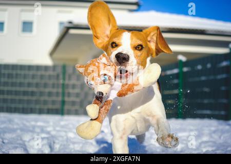 Il cane corre veloce attraverso la neve con un peluche in bocca verso la macchina fotografica nelle soleggiate giornate invernali. Giocare con il concetto di cane Foto Stock