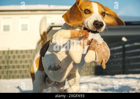 Il cane corre veloce attraverso la neve con un peluche in bocca verso la macchina fotografica nelle soleggiate giornate invernali. Giocare con il concetto di cane Foto Stock