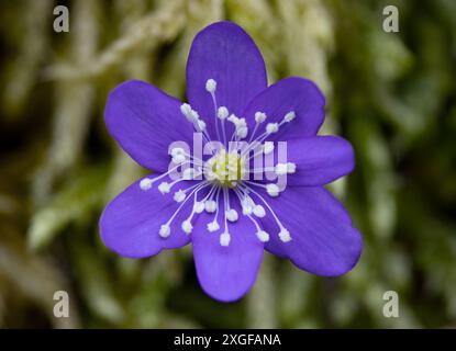 Primo piano dell'impressionante fiore selvatico dell'Anemone in fiore Foto Stock