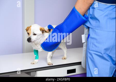 Medico che esamina il cane nella stanza dei raggi X. Foto di alta qualità Foto Stock