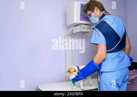 Medico che esamina il cane nella stanza dei raggi X. Foto di alta qualità Foto Stock