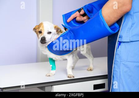 Medico che esamina il cane nella stanza dei raggi X. Foto di alta qualità Foto Stock