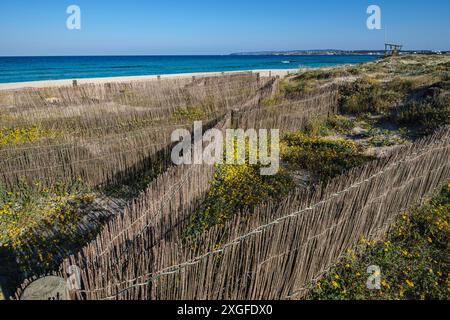 Barriere per la protezione delle dune, spiaggia di Llevant, Ses Salines d? Parco naturale Eivissa i Formentera, Formentera, Isole Pitiusas, Comunità Baleari, Spagna Foto Stock