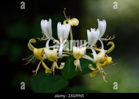 Pianta di caprifoglio con fiori profumati in giardino Foto Stock