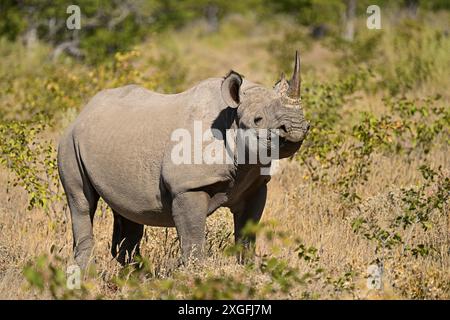 Rinoceronte nero (Diceros bicornis) che pascolano nella savana della spina, nel Parco Nazionale di Etosha, Namibia Foto Stock
