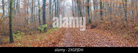 Sentiero forestale alla fine dell'autunno, faggi (Fagus sylvatica), Alb svevo, Baden-Wuerttemberg, Germania Europa Foto Stock