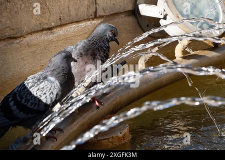 Piccione seduto su una fontana, Catania, Italia Foto Stock