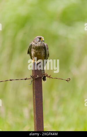 Gheppio comune Falco tinnunculus, femmina adulta appollaiata sulla posta, Suffolk, Inghilterra, giugno Foto Stock