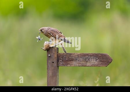 Gheppio comune Falco tinnunculus, giovanile appollaiato sul cartello che si nutre di Song Thrush Turdus philomelos, preda adulta, Suffolk, Inghilterra, giugno Foto Stock