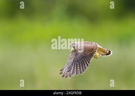 Gheppio comune Falco tinnunculus, volo giovanile, Suffolk, Inghilterra, giugno Foto Stock