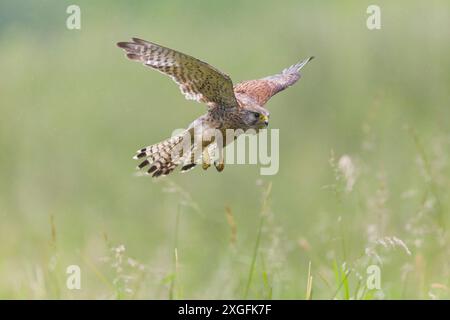 Gheppio comune Falco tinnunculus, volo femminile adulta, Suffolk, Inghilterra, giugno Foto Stock