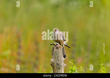 Gheppio comune Falco tinnunculus, femmina adulta appollaiata sul ceppo con carduelis carduelis goldfinch europeo, preda adulta, Suffolk, Inghilterra, giugno Foto Stock