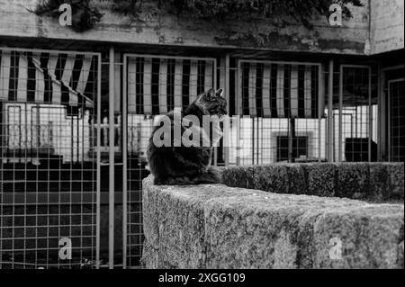 Monocromatico di un soffice gatto randagio seduto mentre è arroccato su un muro di pietra fuori dal mercato chiuso di São Sebastião a Porto Foto Stock