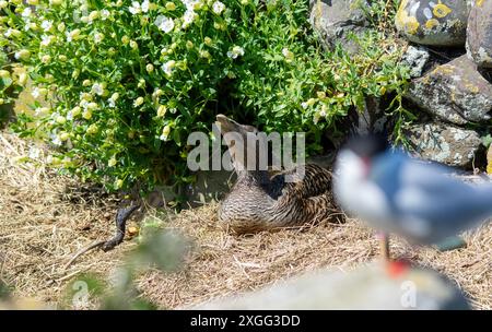 Una femmina di anatra Eider (Somateria mollissima) siede sul suo nido. Foto Stock