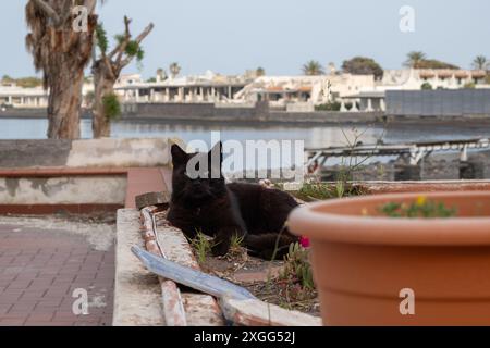 Gatto nero che si rilassa su una pietra, Vulcano, Italia Foto Stock