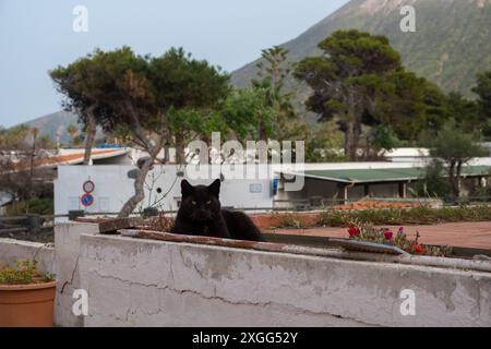 Gatto nero che si rilassa su una pietra, Vulcano, Italia Foto Stock