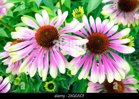 "Green Twister" Coneflower Garden Beautiful cultivar Echinacea "Green Twister" Lime Green Color Pink Center Foto Stock