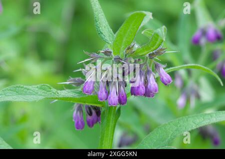 Comfrey comune, una pianta medicinale diffusa, fiori in varie tonalità di rosso e blu. Symphytum officinales foresta ripariale del Danubio, Austria Foto Stock