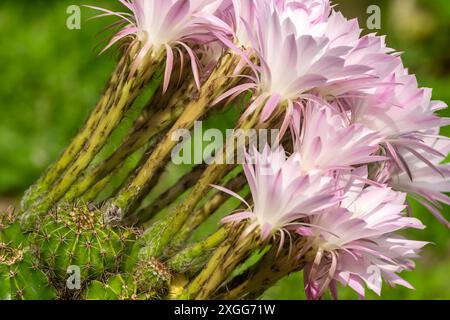 Un mazzo di fiori rosa con steli marroni. I fiori sono in un campo con erba verde. I fiori sono in piena fioritura e molto belli. Echinopsis O. Foto Stock