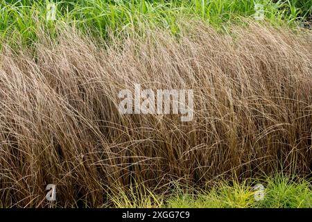 Hardy Leatherleaf Sedge Carex buchananii 'Red Rooster' Growing, Border Edge Edge Edging Grasses Foto Stock