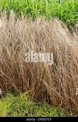 Hardy Leatherleaf Sedge Carex buchananii 'Red Rooster' Growing, Border Edge Edge Edging Grasses Foto Stock