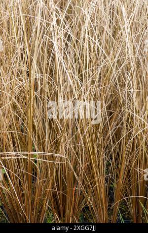 Carex buchananii "Red Rooster" Leatherleaf Sedge rame-bronzo fogliame Foto Stock