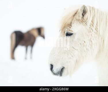 Cavalli islandesi nel campo innevato, Islanda, regioni polari Foto Stock