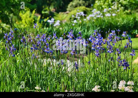 Un vivace giardino caratterizzato da alti Iris viola in piena fioritura, circondati da lussureggianti piante verdi e da altre piante in fiore, creando un ambiente sereno e sereno Foto Stock