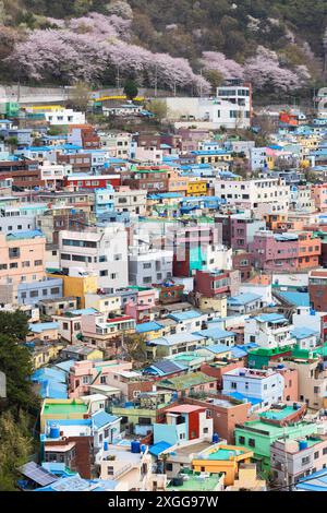 Case colorate del villaggio culturale Gamcheon, Busan, Corea del Sud, Asia Foto Stock