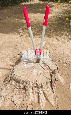 Forbici per tagliasiepi telescopiche incastrate in un ceppo. Attività di rifilatura in giardino Foto Stock