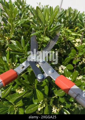 Rifinitura delle siepi del pittosporum con le forbici telescopiche per tagliasiepi. Attività di rifilatura in giardino Foto Stock
