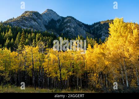 Alberi di betulla foresta che diventa giallo in autunno fogliame stagione soleggiato giorno. Foto Stock