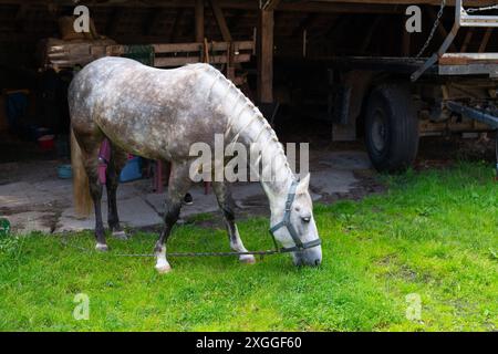 Un cavallo grigio con una mezza pascolata sull'erba vicino a un fienile. Foto Stock