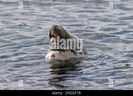 SIGILLO GRIGIO (Halichoerus grypus), imbottigliamento in un porto, Regno Unito. Foto Stock